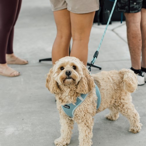 tan curly haired dog at a resident event