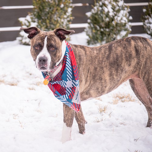 dog in a red and blue bandana playing in the snow