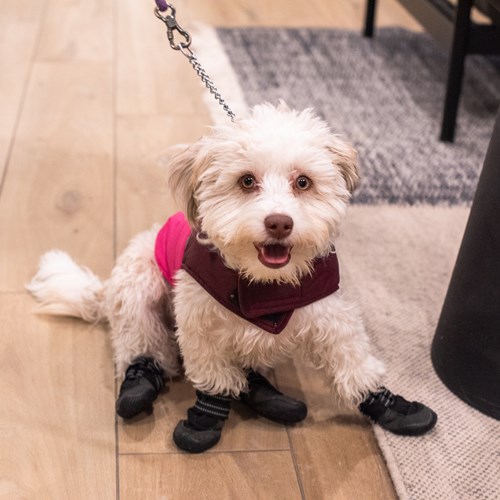 white small dog in snow shoes at a resident event